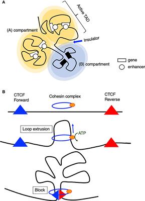 The Interplay Between Chromatin Architecture and Lineage-Specific Transcription Factors and the Regulation of Rag Gene Expression